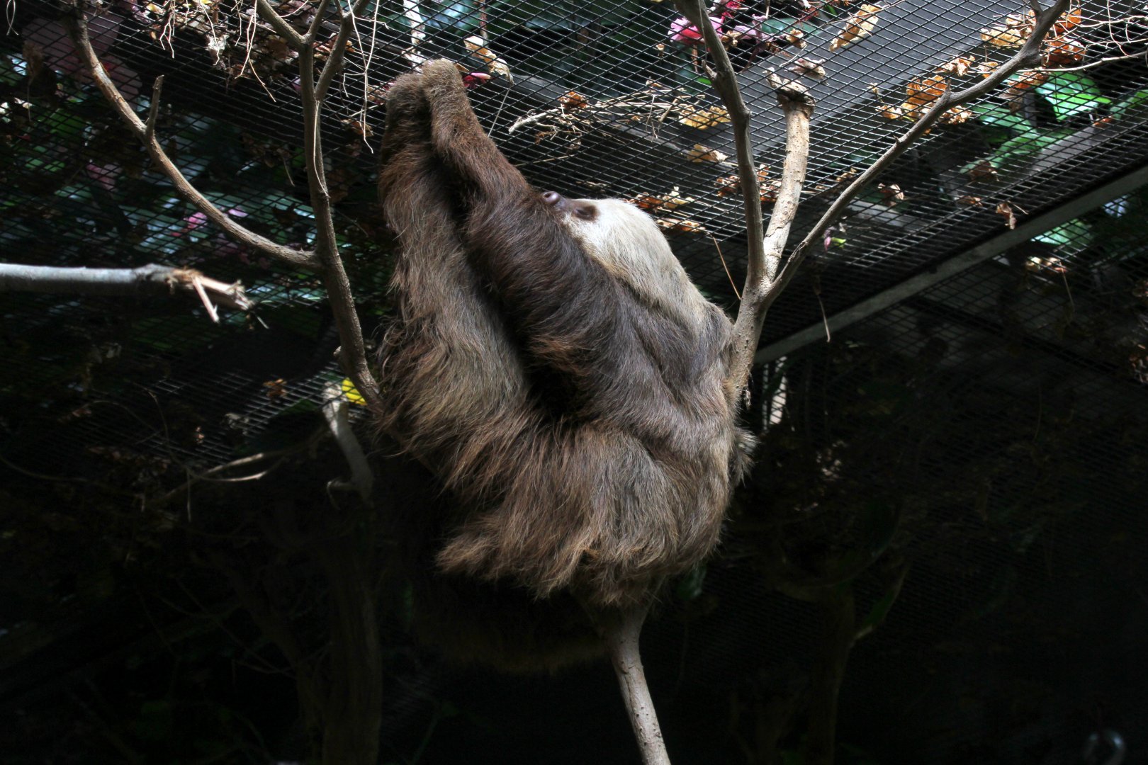 Hoffmann's two-toed sloth (Choloepus hoffmanni)