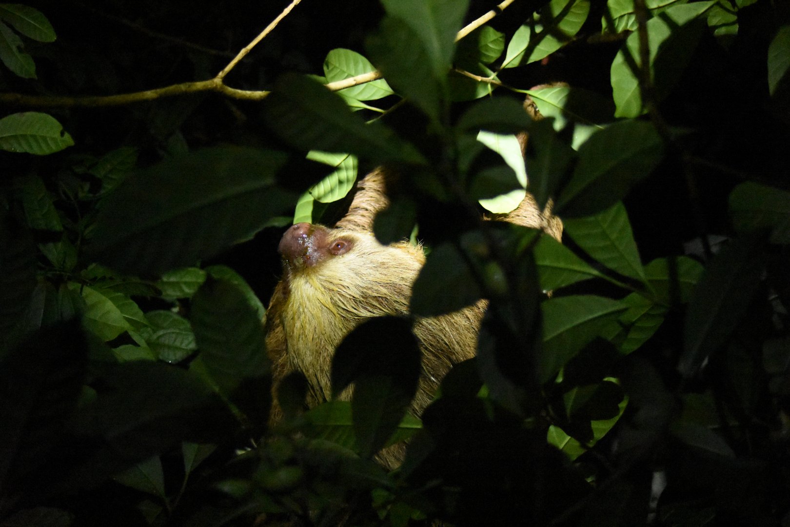 Hoffmann's two-toed sloth (Choloepus hoffmanni)