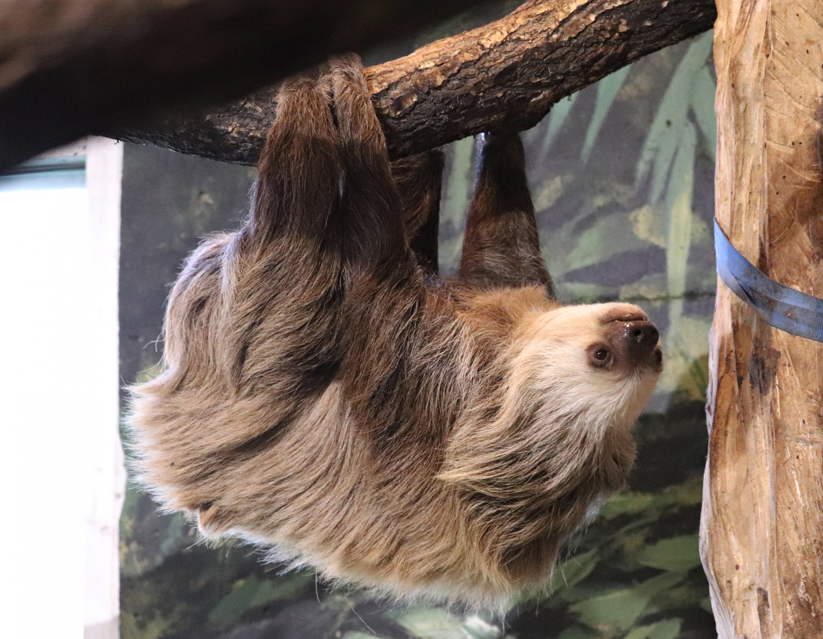 Hoffmann's two-toed sloth (Choloepus hoffmanni)