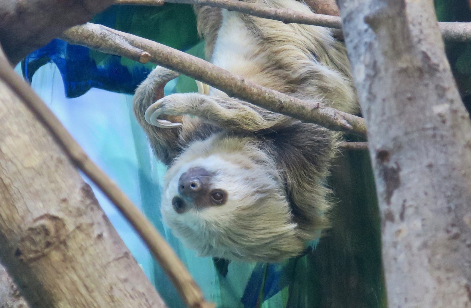 Hoffmann's Two-Toed Sloth (Choloepus hoffmanni)
