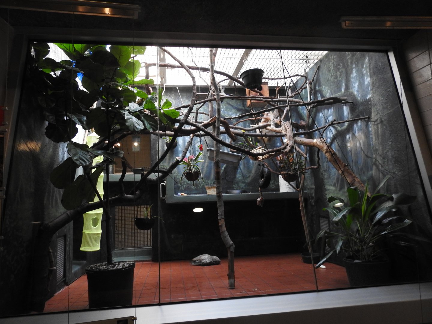 Hoffmann's Two Toed Sloth Enclosure