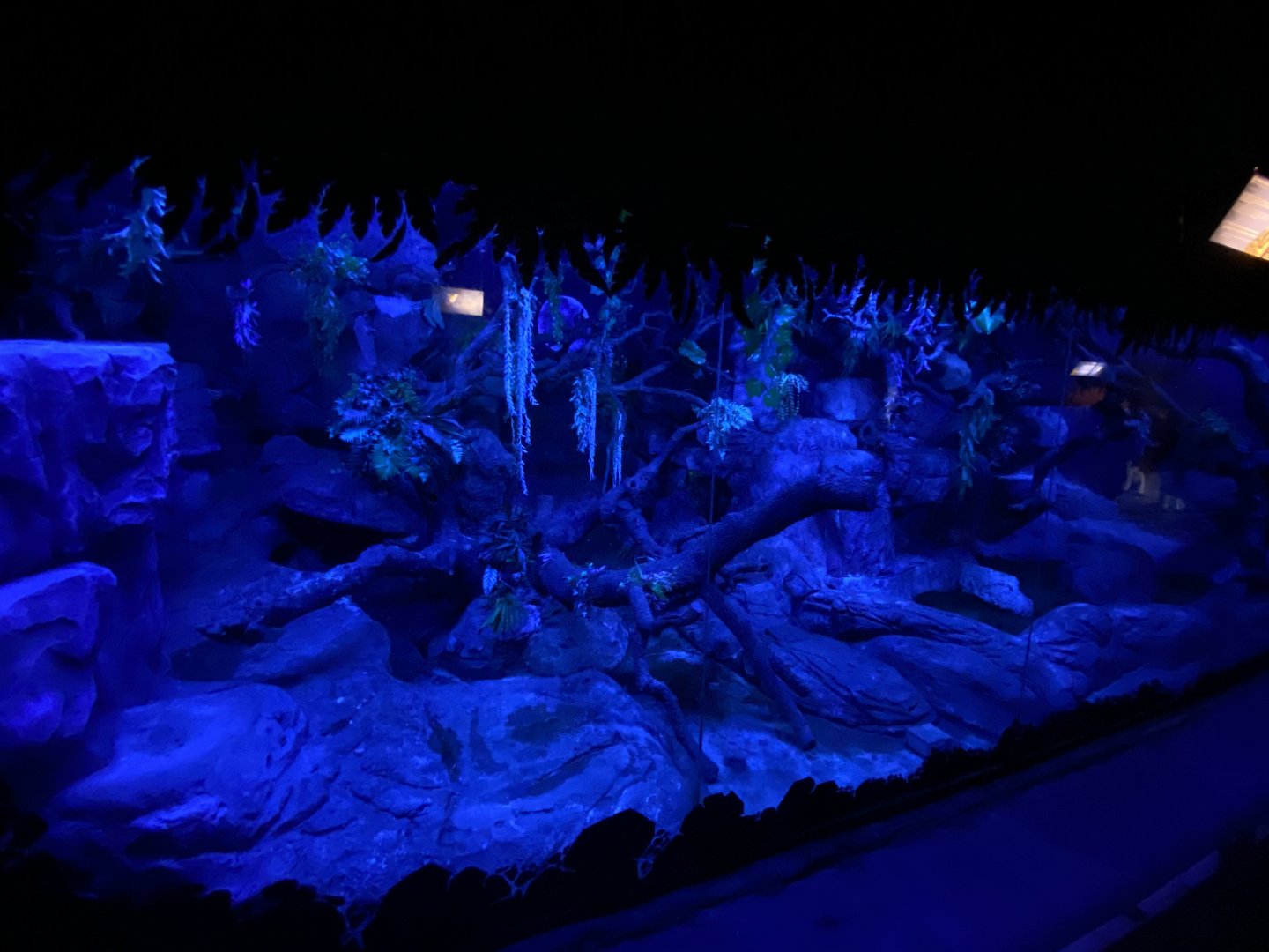 Hoffmann’s two-toed sloth enclosure