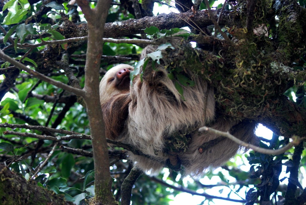 Hoffmann's Two-toed Sloth in Santa Elena, 20/04/14