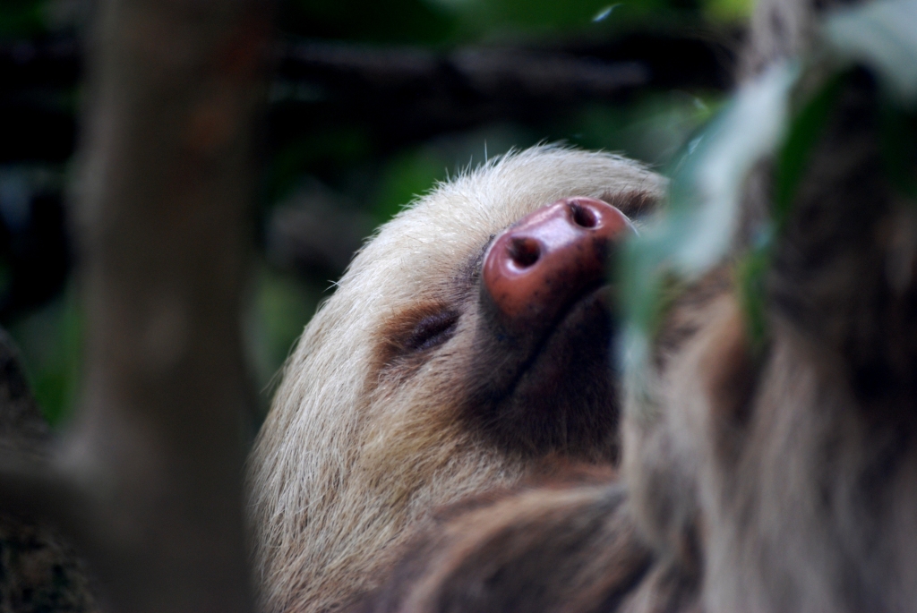 Hoffmann's Two-toed Sloth in Santa Elena, 20/04/14