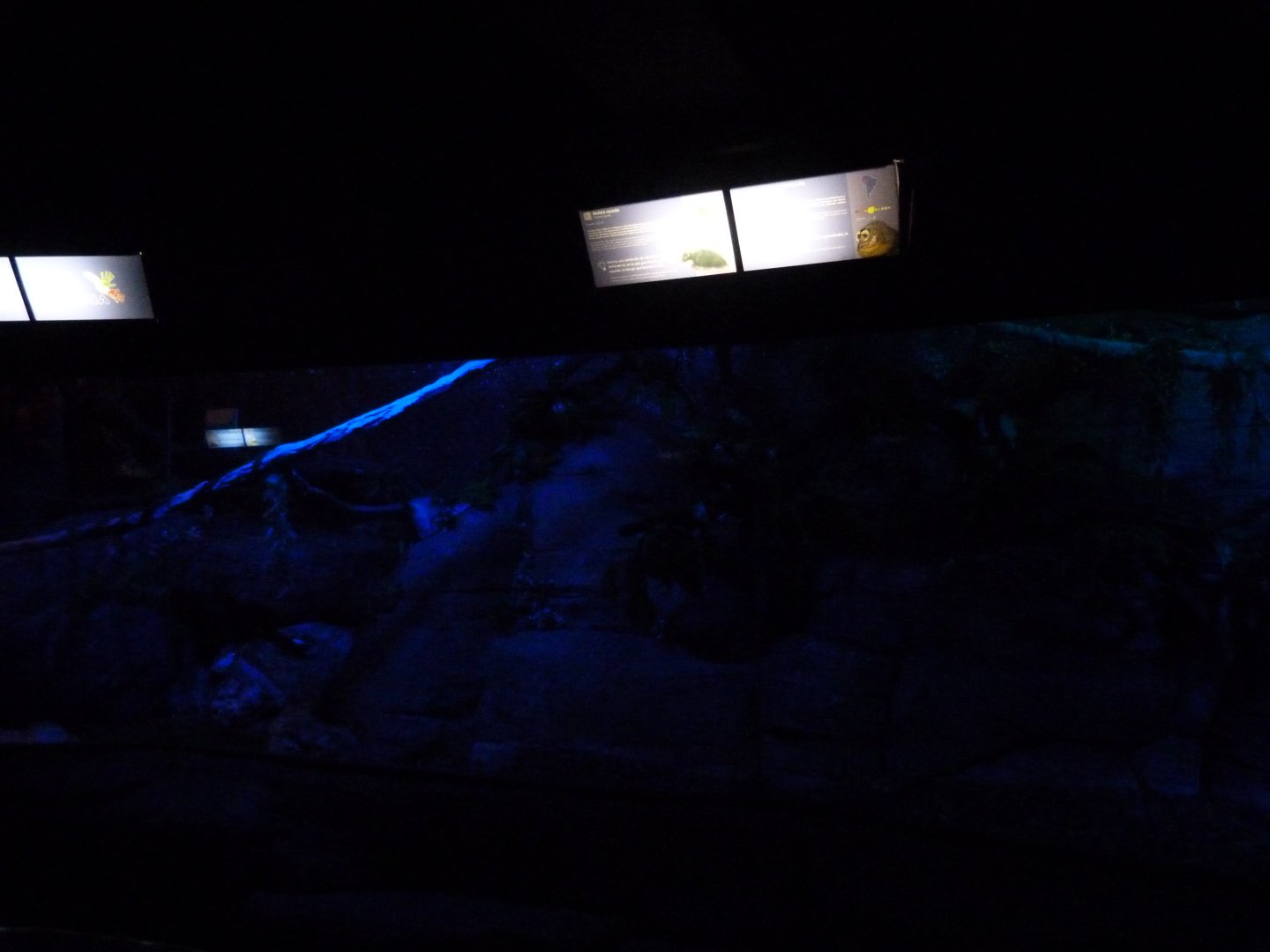 Hoffmann’s two-toed sloth, Nancy Ma’s night monkey and Striped skunk exhibit -Faunia (2025)