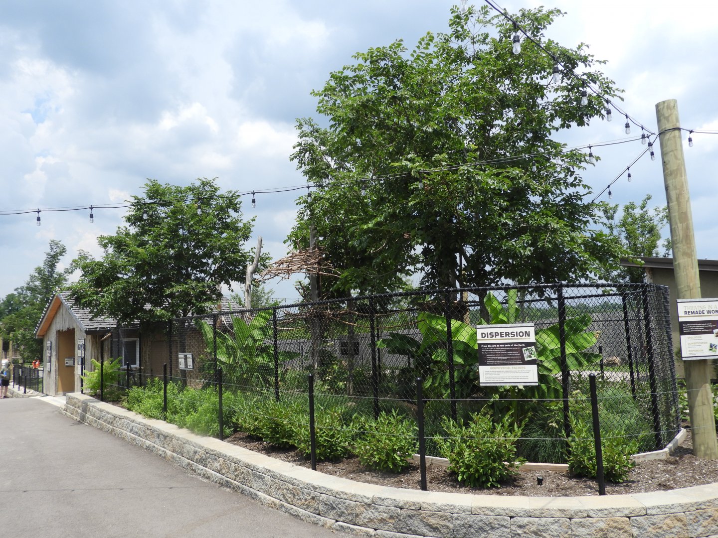 Hoffmann's Two-toed Sloth outdoor exhibit