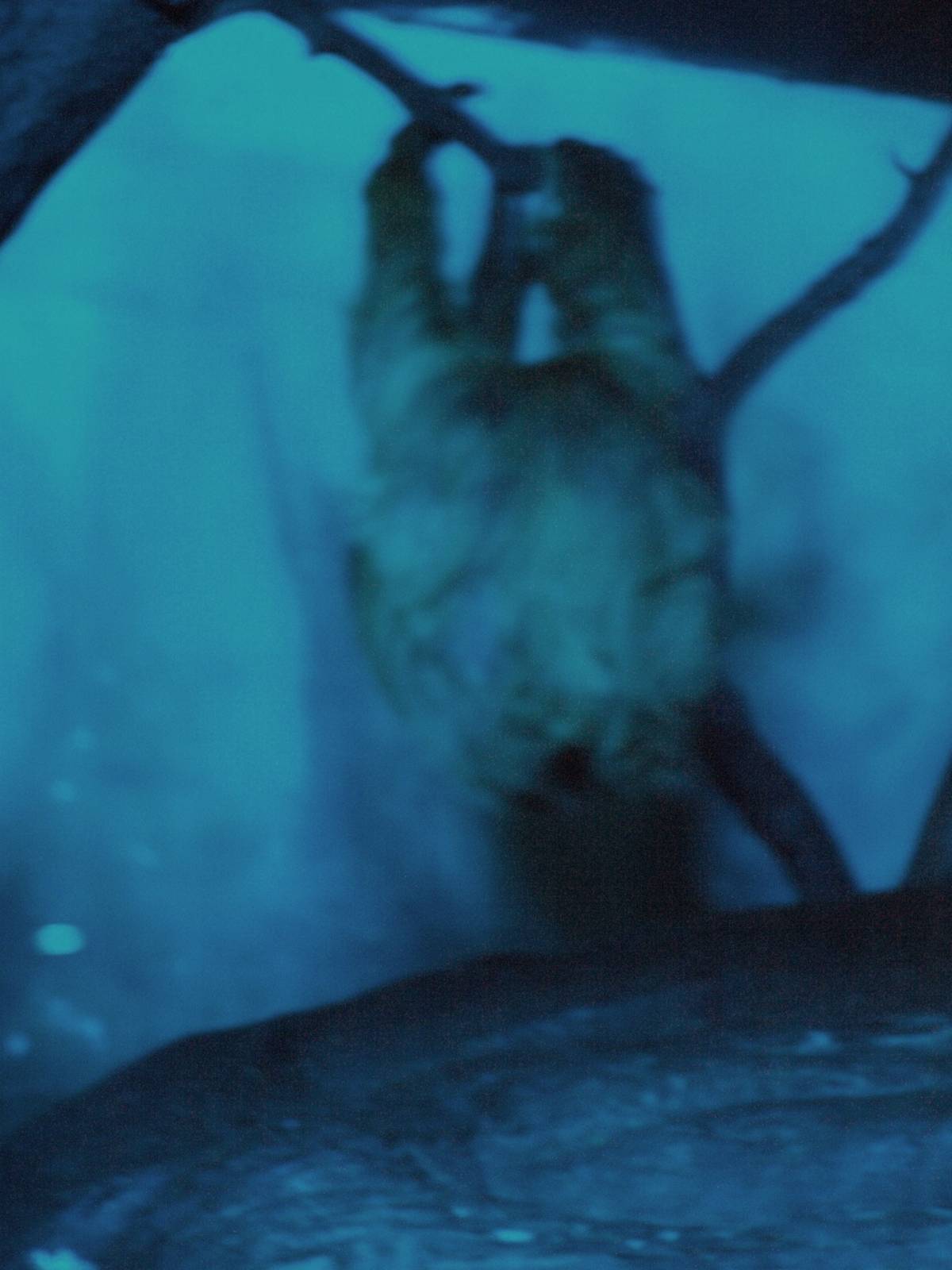 Hoffmann's two-toed sloth