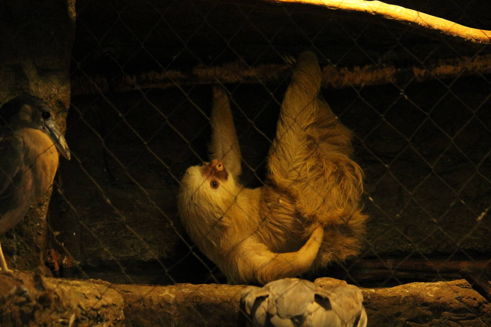 Hoffmann's Two-Toed Sloth