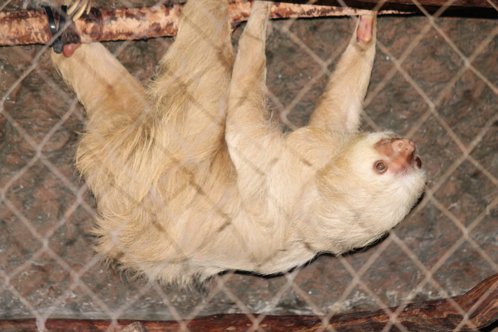 Hoffmann's Two-Toed Sloth