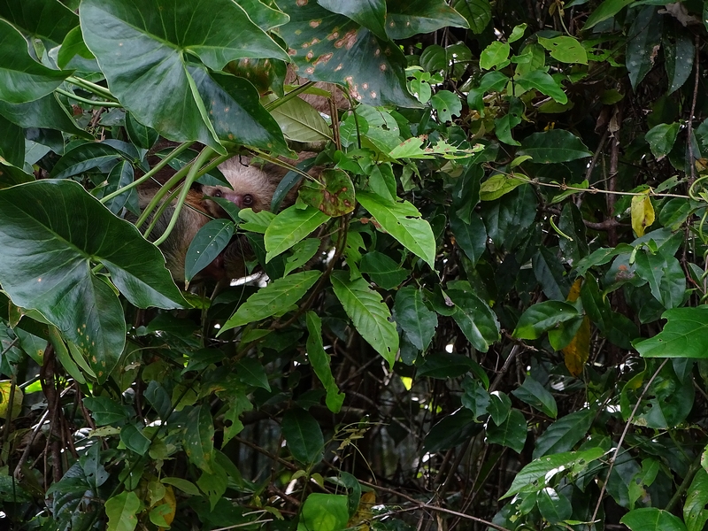 Hoffmann's Two-toed sloth