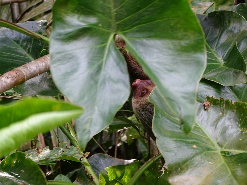 Hoffmann's Two-toed sloth