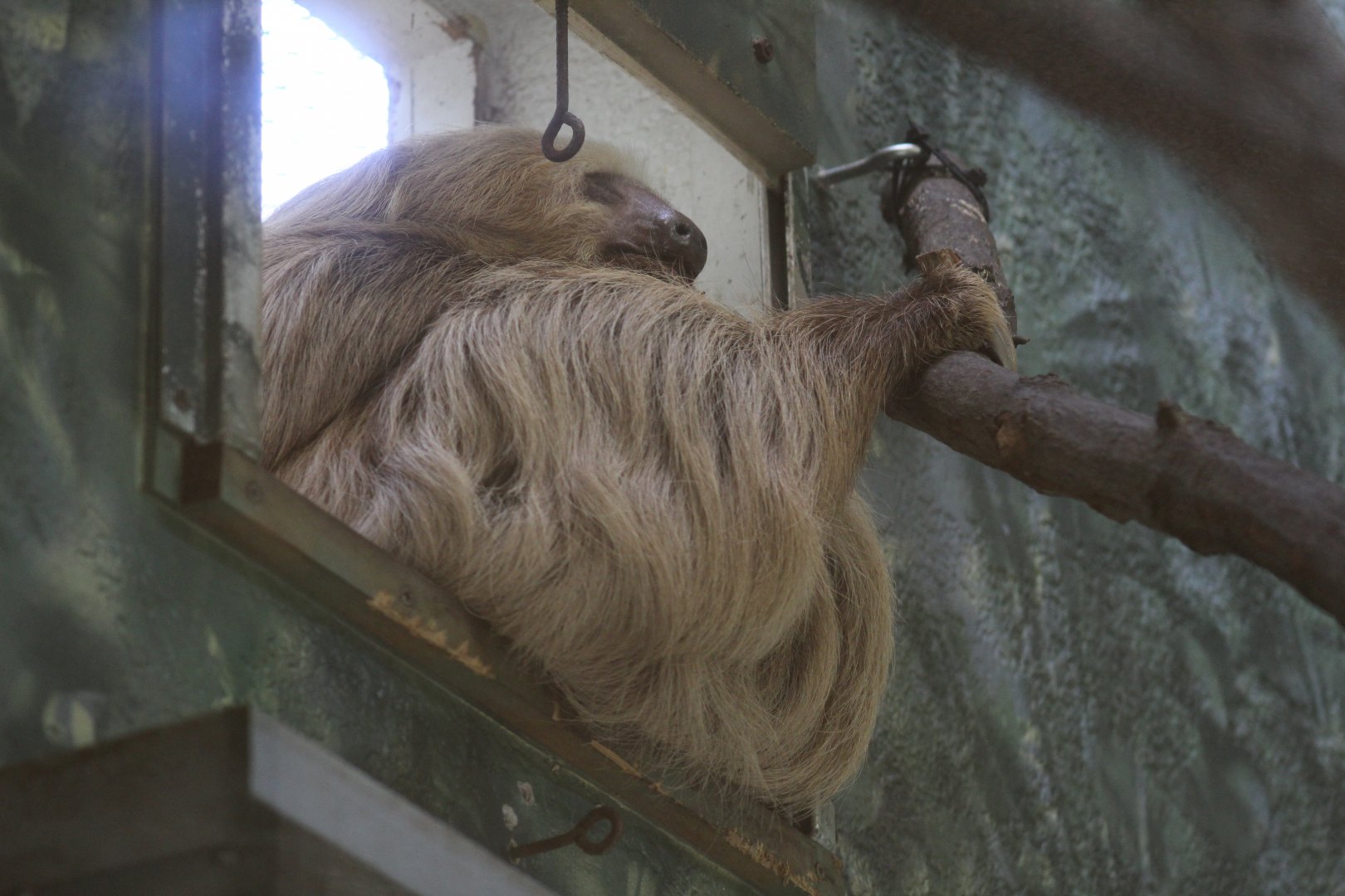 Hoffmann's Two-Toed Sloth
