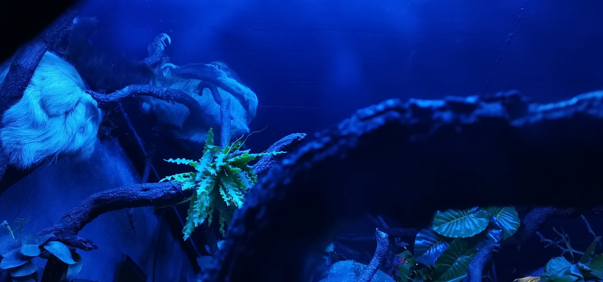 Hoffmann's two-toed sloth