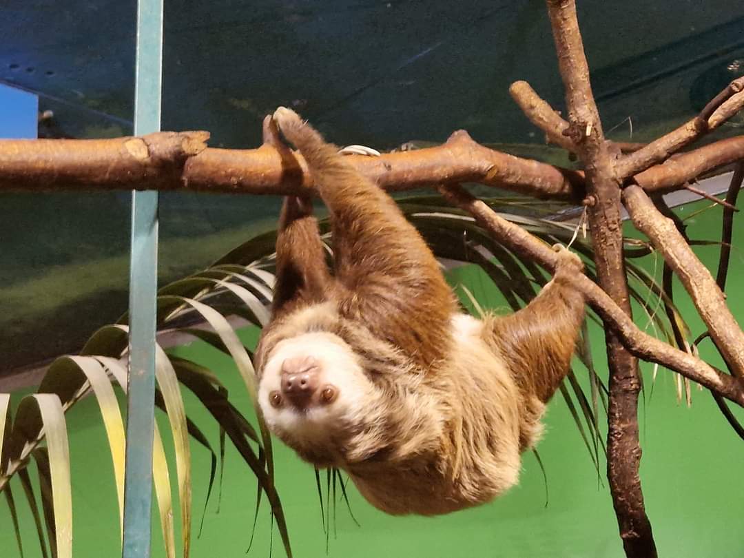 Hoffmann's Two-toed Sloth