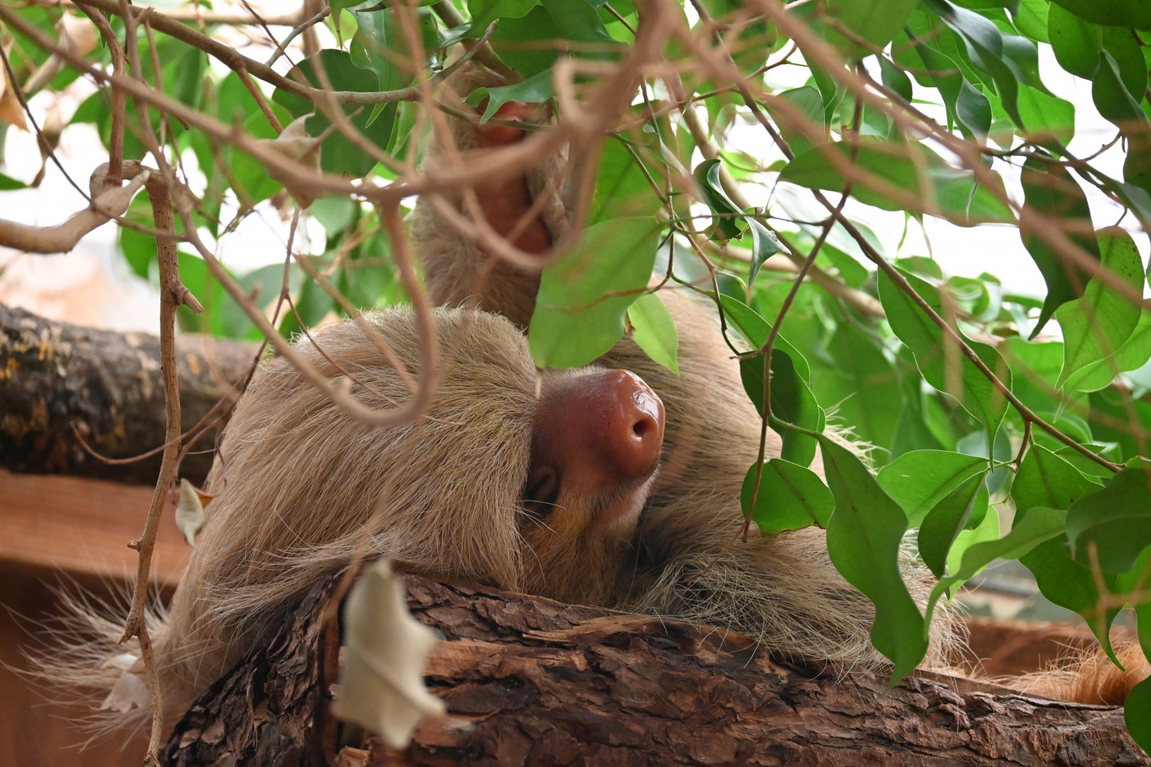 Hoffmann's Two-Toed Sloth