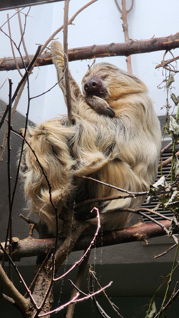 Hoffmann's Two Toed Sloth