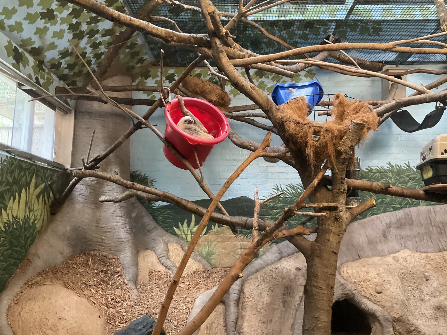 Hoffmann’s Two Toed Sloth