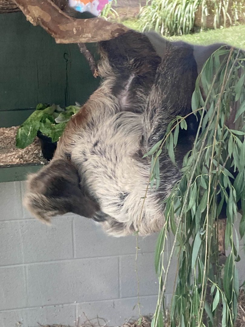 Hoffmann’s Two-Toed Sloth