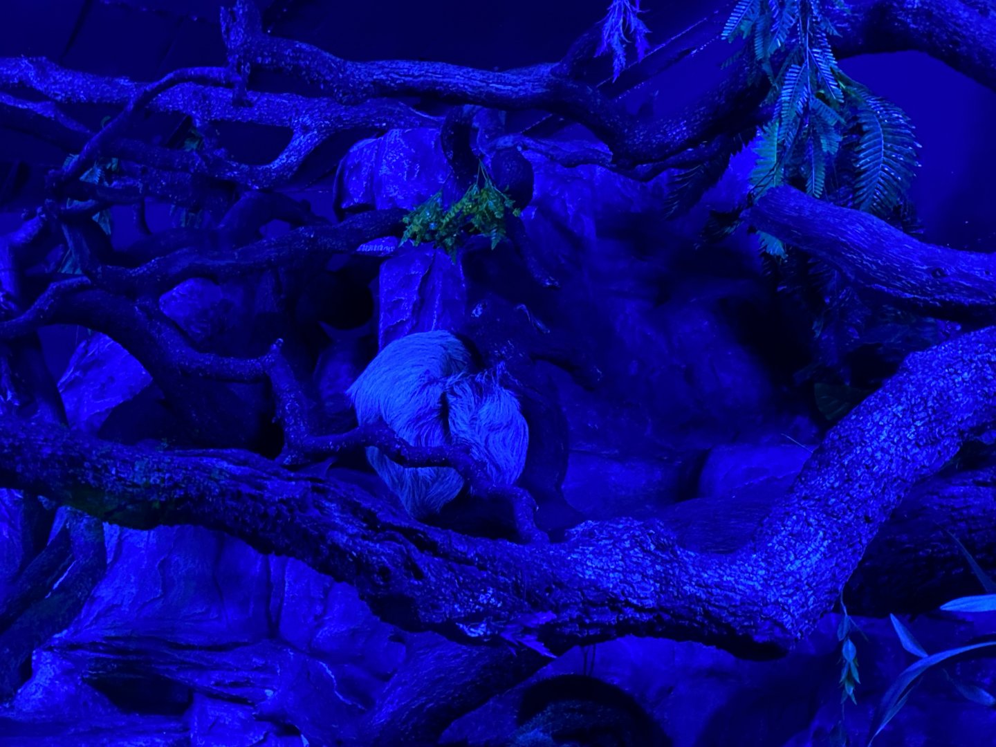 Hoffmann’s two-toed sloth