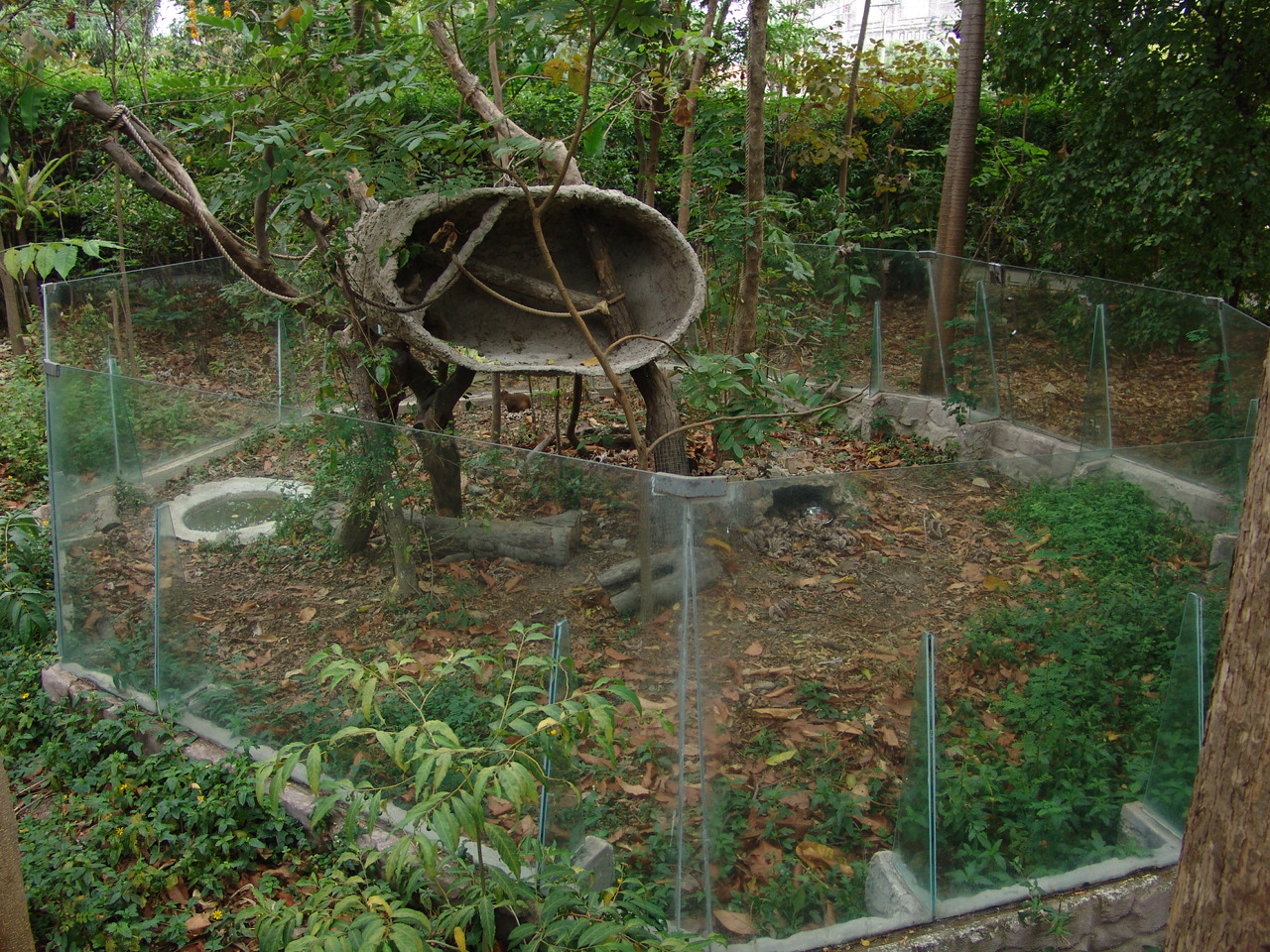 Hoffmann's two-toed sloth's (Choloepus hoffmanni) exhibit
