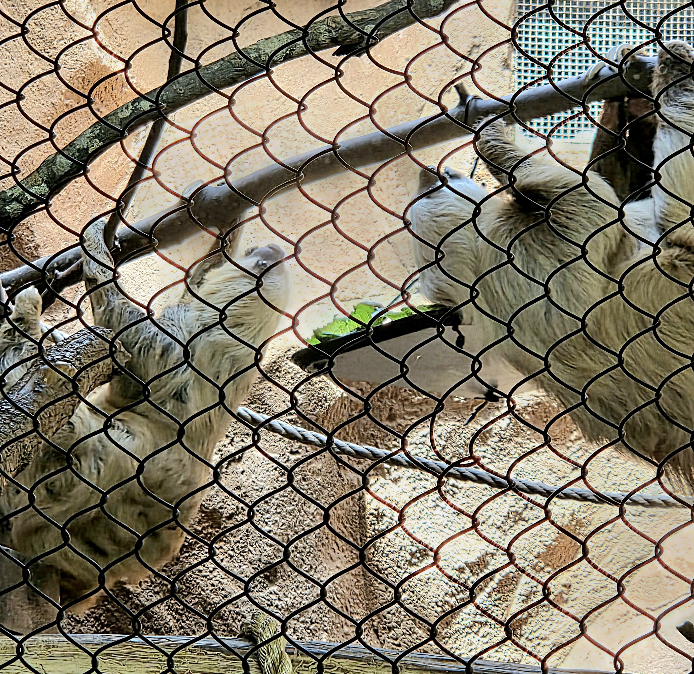 Hoffmann's Two-toed Sloths - Riverbanks Zoo
