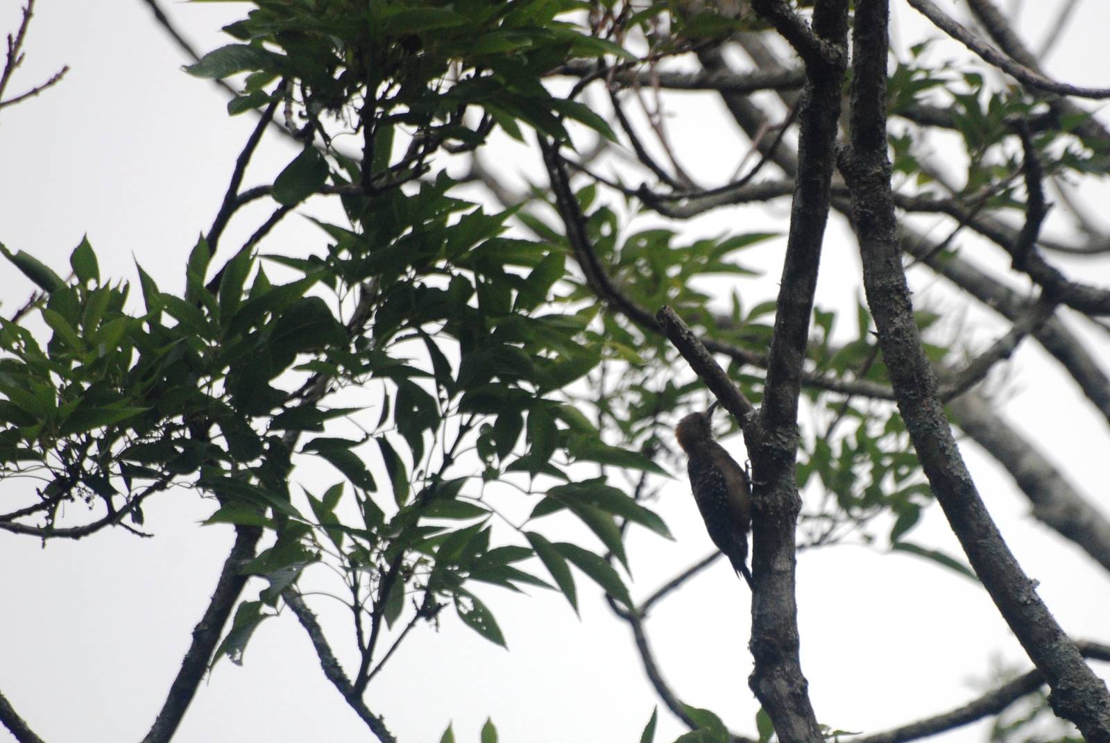Hoffmann's Woodpecker in San Jose, 12/04/14