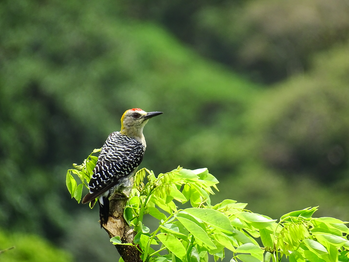 Hoffmann's woodpecker, Melanerpes hoffmannii