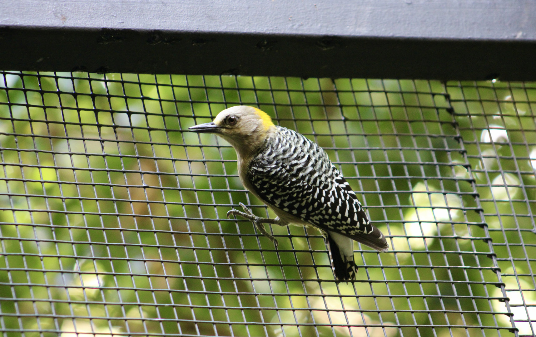 Hoffmann's Woodpecker (Melanerpes hoffmannii)