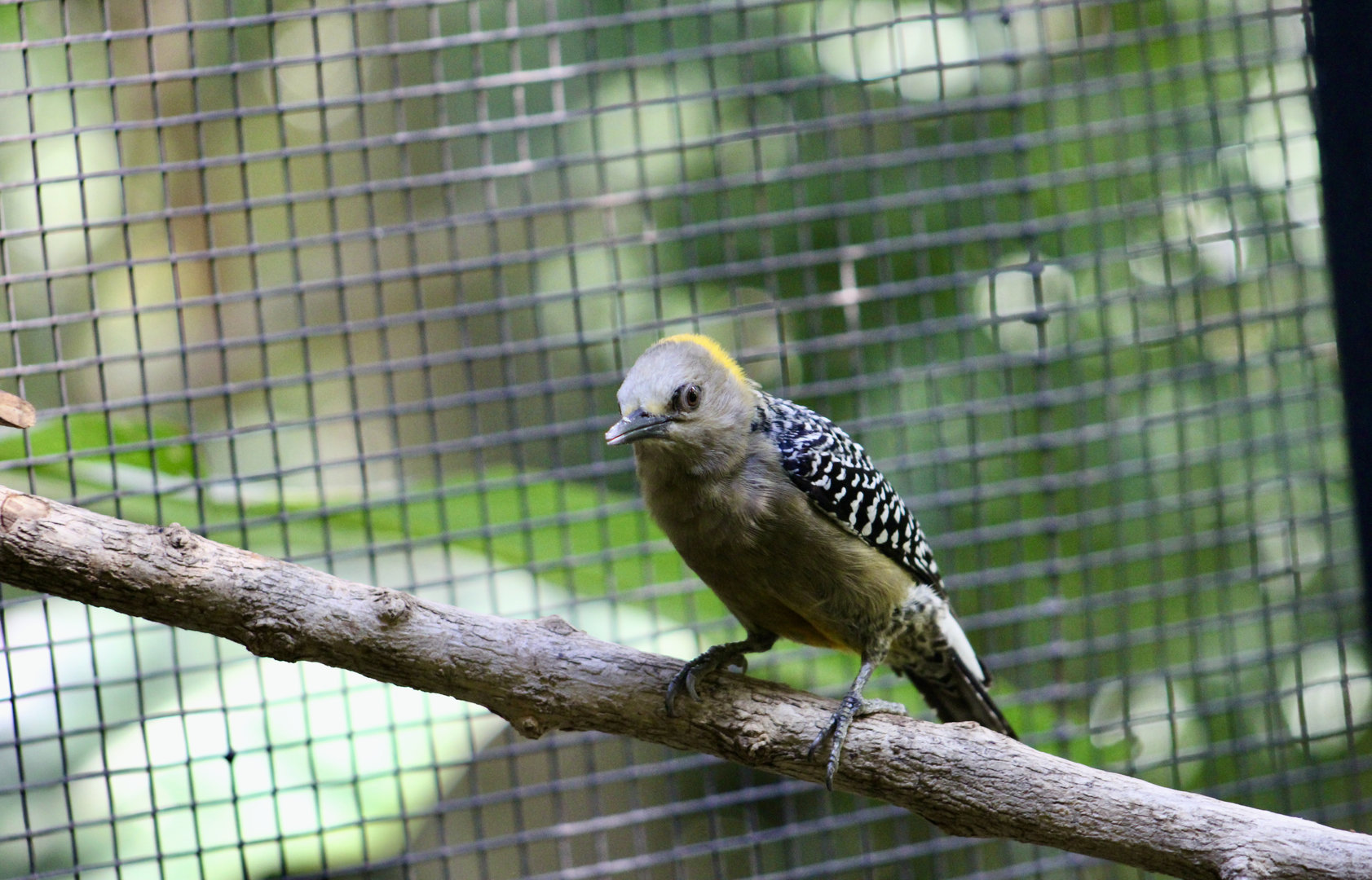 Hoffmann's Woodpecker (Melanerpes hoffmannii)
