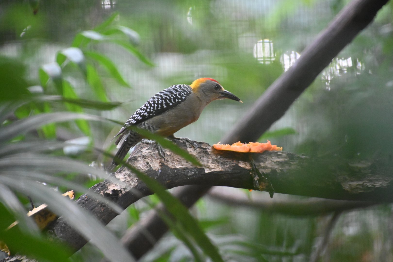 Hoffmann's woodpecker (Melanerpes hoffmannii)