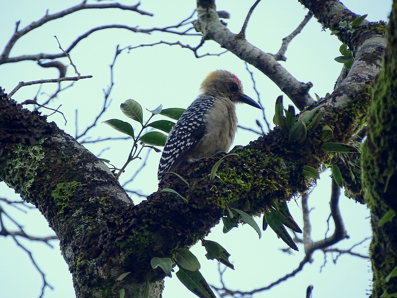 Hoffmann's Woodpecker