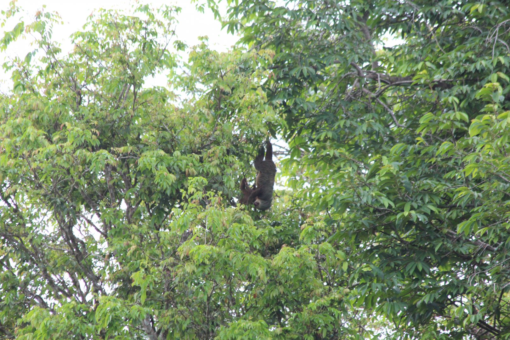 Hoffman's 2-toed Sloth - Mar 2019