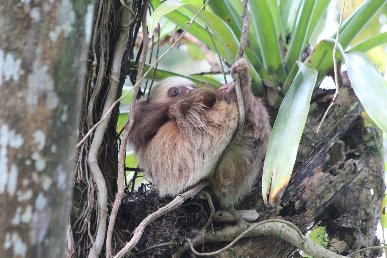 Hoffman's 2-toed Sloth - Mar 2019