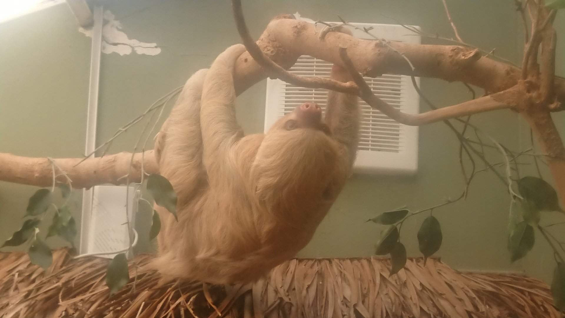 Hoffman's Sloth 9/7/19