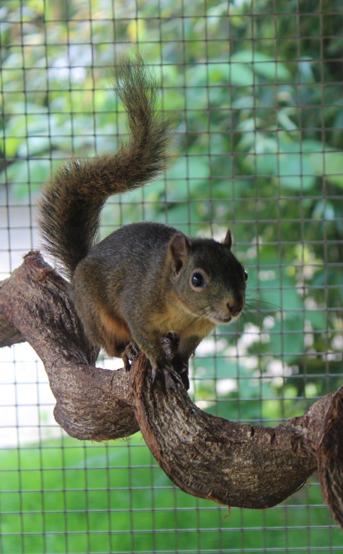 Hoffman's squirrel