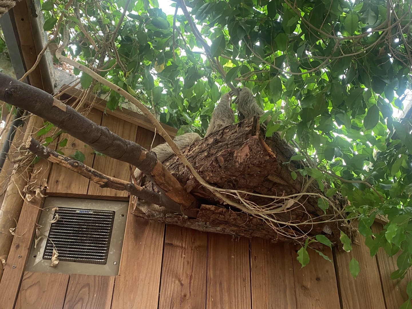 Hoffman’s two-toed sloth 060523