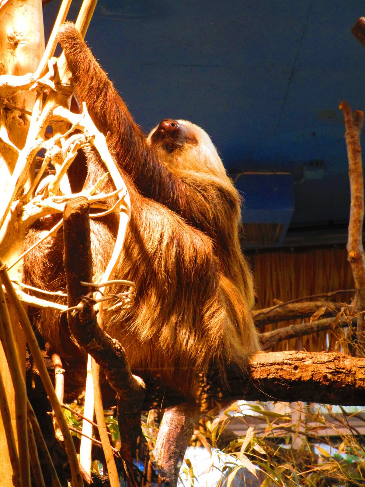 Hoffmans Two-toed Sloth - 24/03/15