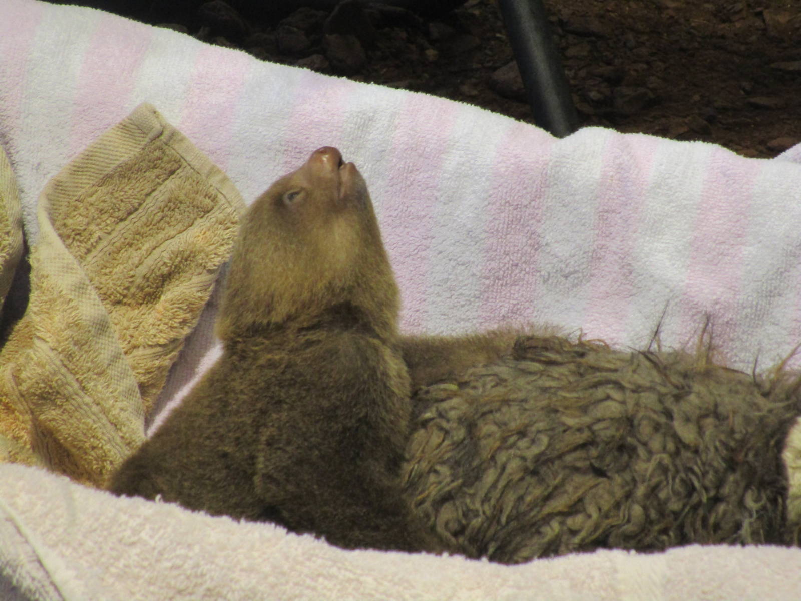 Hoffmans Two-toed Sloth - 24/03/15