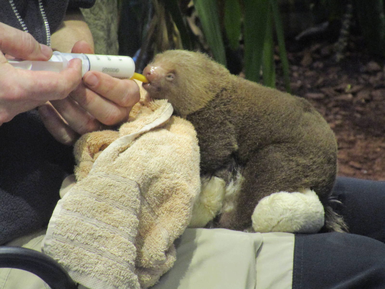 Hoffmans Two-toed Sloth - 24/03/15