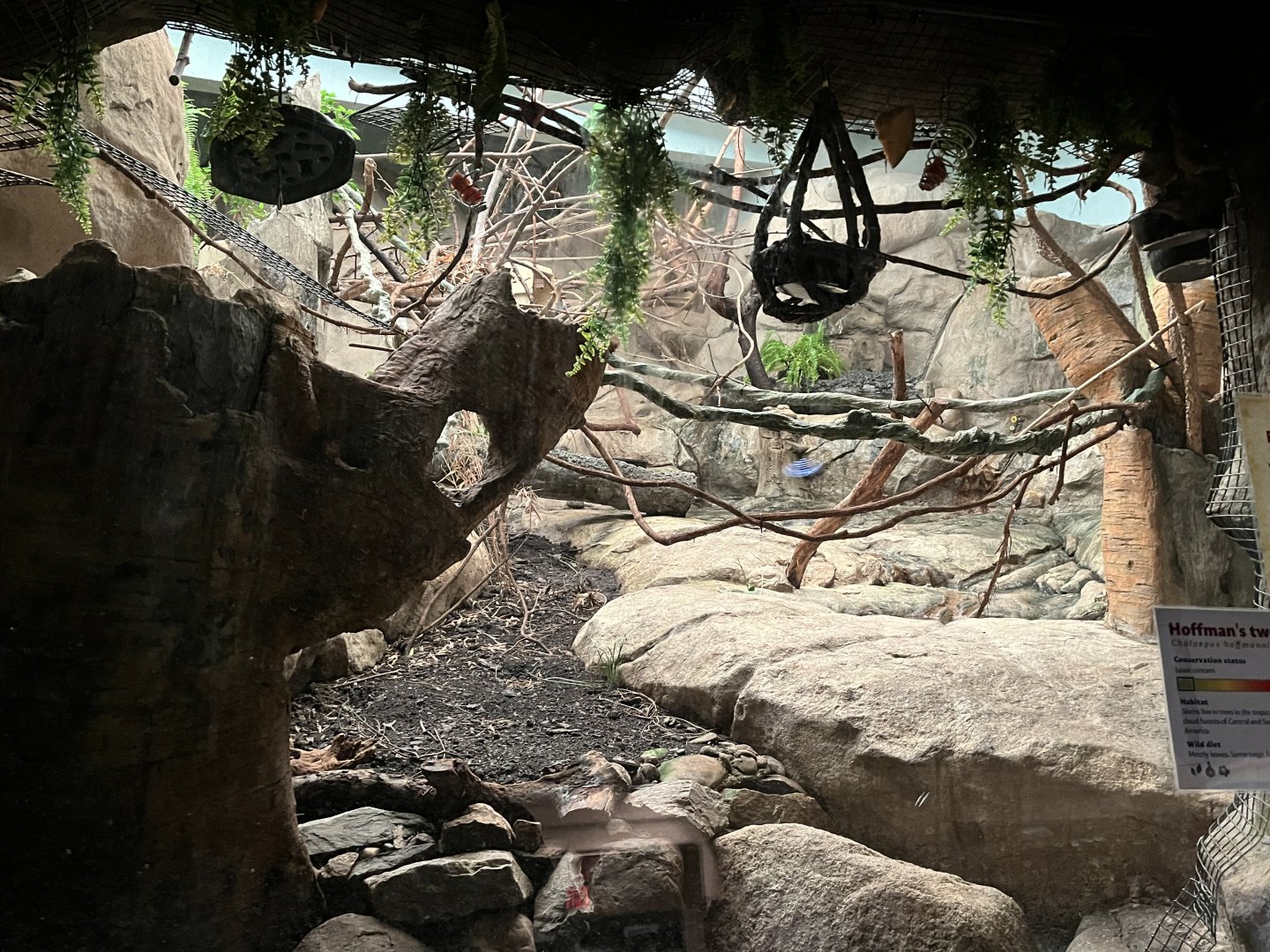 Hoffman’s Two Toed Sloth and Straw Colored Fruit Bat Habitat