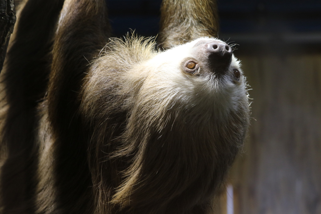 Hoffman's Two-toed Sloth at Skansen-Akvariet 30th August 2016