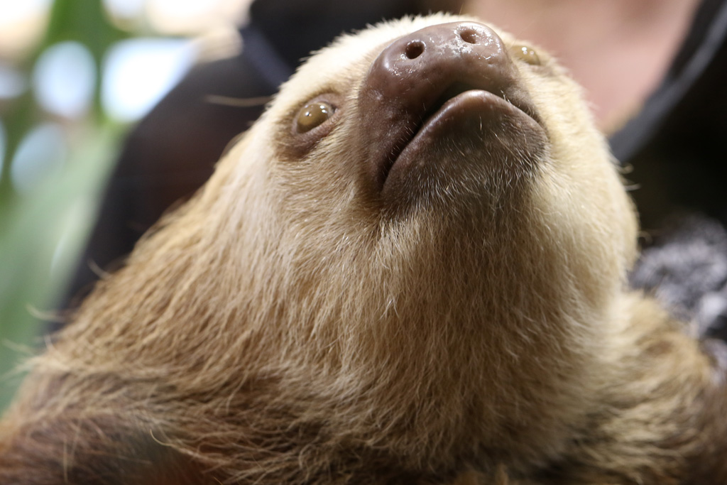 Hoffman's Two-toed Sloth at Skansen-Akvariet 30th August 2016