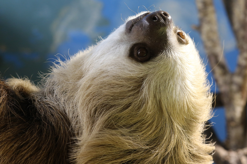 Hoffman's Two-toed Sloth at Skansen-Akvariet 30th August 2016