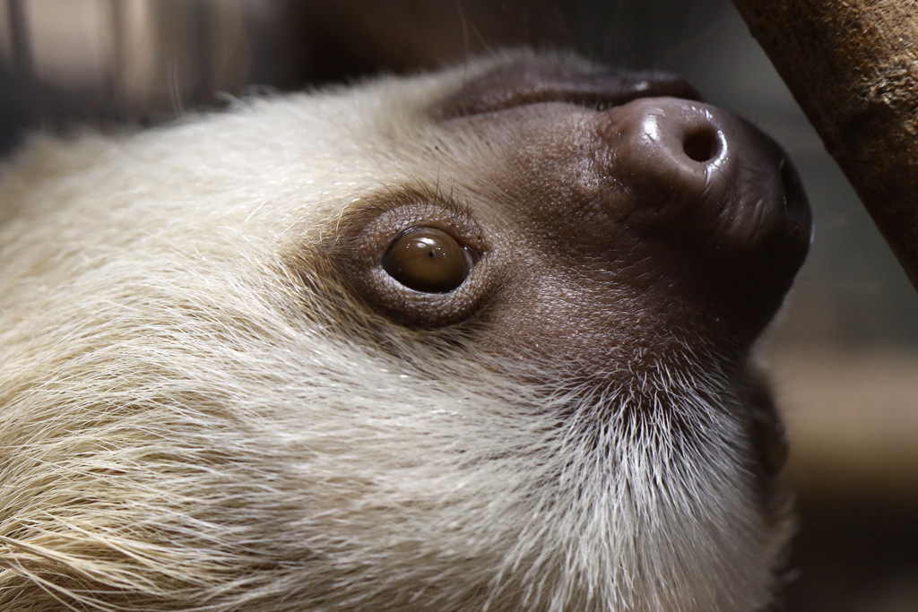 Hoffmans Two-toed Sloth at Skansen-Akvariet 30th August 2016
