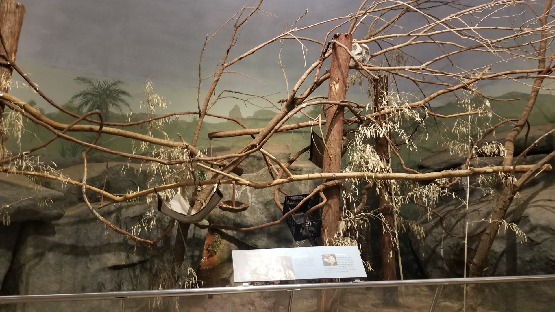 Hoffman's Two-toed Sloth exhibit