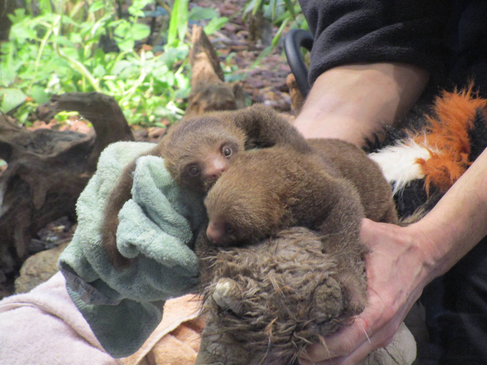 Hoffmans Two-toed Sloth Twins - 24/03/15