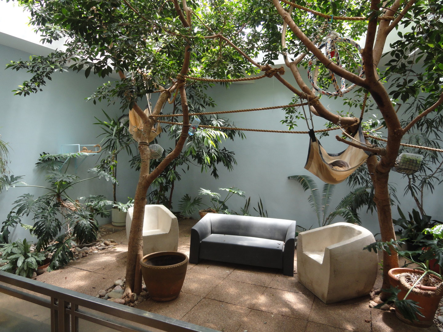 Hoffman's Two Toed Sloth & Western Pond Turtle Exhibit