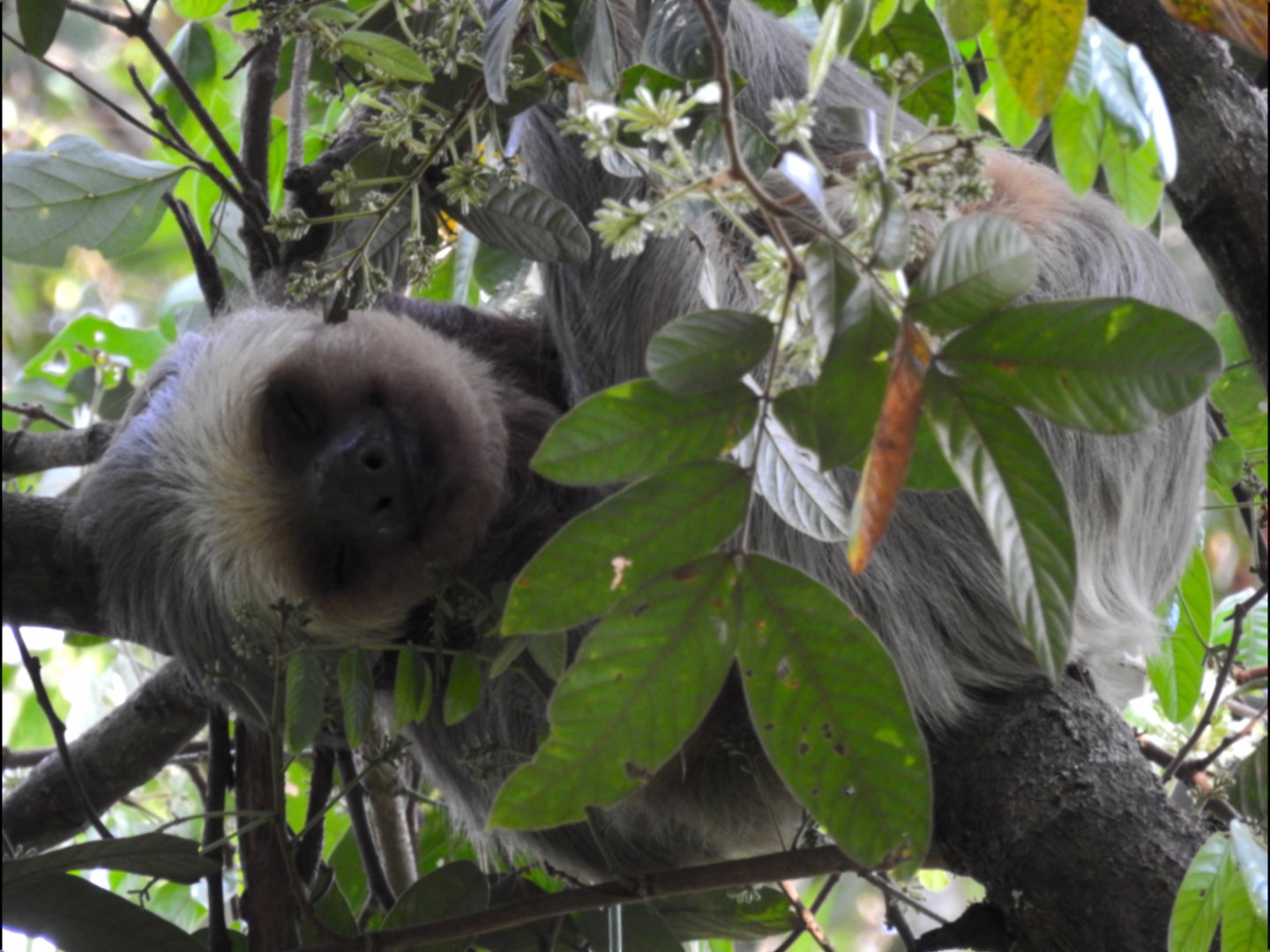 Hoffman's Two Toed Sloth