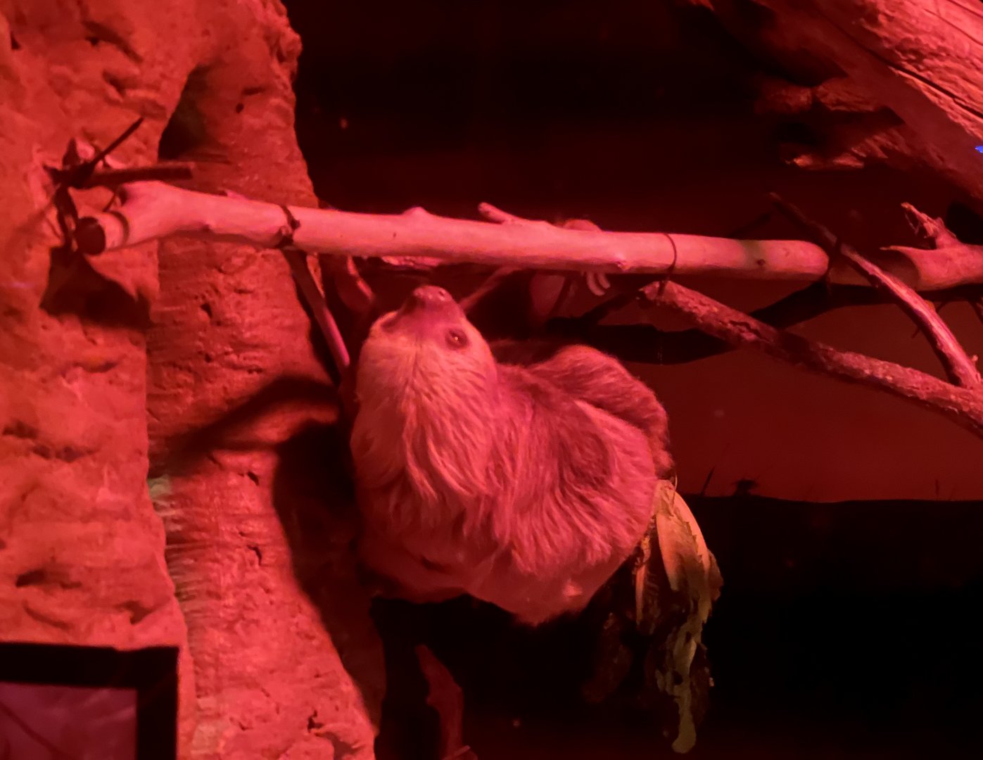 Hoffman’s Two-toed Sloth