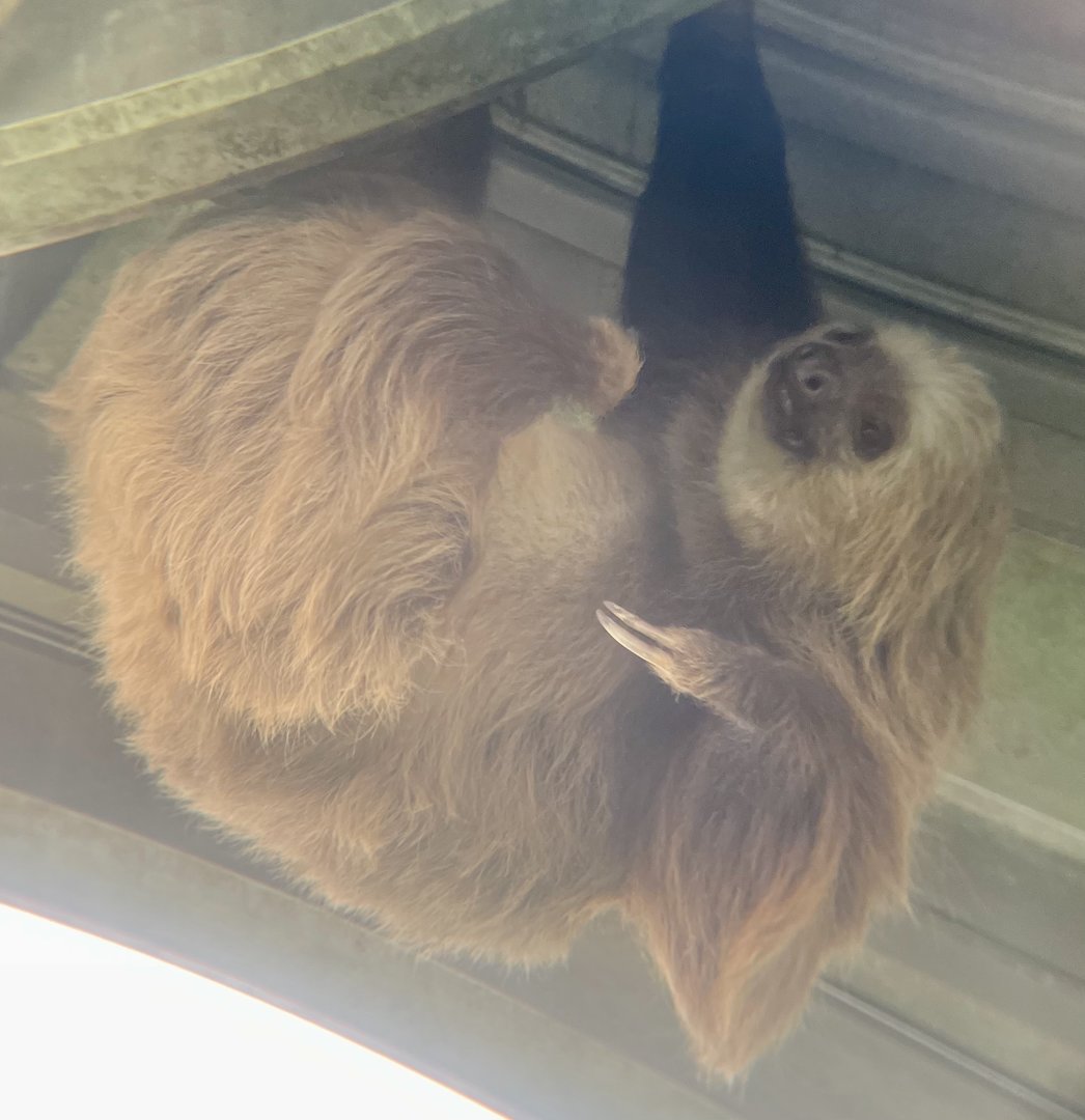 Hoffman’s Two-toed Sloth